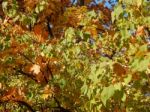 Texture Of The Autumn Foliage Of Trees  Stock Photo