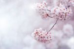 Cherry Blossom With Soft Focus, Sakura Season In Korea,background Stock Photo