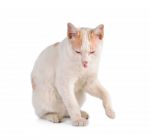 Thai Cat Isolated On The White Background Stock Photo