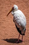 Yellow-billed Stork (mycteria Ibis) At The Bioparc In Fuengirola Stock Photo