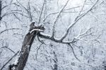 Snow-covered Trees In A Winter Day Stock Photo