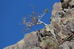 Lone Tree Stock Photo