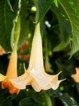 Brugmansia Flowering In Estepona Stock Photo