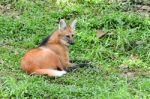 Maned Wolf Stock Photo