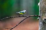 Blue Tit Bird Sitting On A Stump Stock Photo