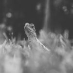 Water Dragon Outside During The Day Stock Photo