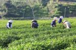 Dalat, Vietnam, June 30, 2016: A Group Of Farmers Picking Tea On A Summer Afternoon In Cau Dat Tea Plantation, Da Lat, Vietnam Stock Photo