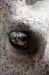 Horse Eye Stock Photo