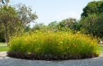 Circle Flower Garden Stock Photo