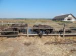 Buffalo Farm, Buffaloes Grazing In Open-air Cages  Stock Photo