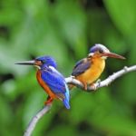 Blue-eared Kingfisher Stock Photo