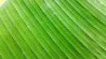 Closed Up Banana Leaf Stock Photo