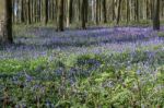 Bluebells In Wepham Wood Stock Photo