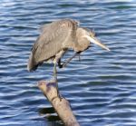 Postcard With A Great Blue Heron Cleaning Feathers Stock Photo