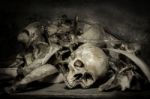 Still Life With A Skull Stock Photo