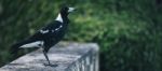 Australian Magpie Outdoors Stock Photo