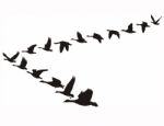 Geese Flying Unity Stock Photo