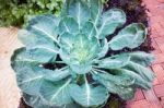 Top View Of Fresh Green Vegetable Stock Photo