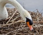 Beautiful Isolated Photo Of A Mute Swan Constructing The Nest Stock Photo