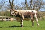 Long Horn Cattle Stock Photo