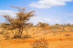 Trees In Ethiopia Stock Photo