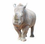 White Rhinoceros Isolated Stock Photo