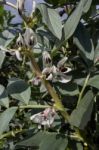 Green Beans Flowers Stock Photo