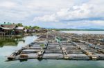 Fish Farming On The Sea Stock Photo