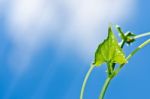 Green Leaf And Blue Sky Stock Photo