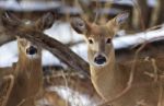 Beautiful Background With The Very Cute Wild Deers Stock Photo