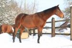 Horse Standing In The Snow Stock Photo