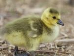 Beautiful Image With A Funny Canada Geese Stock Photo