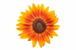 Orange Sunflower Isolated On White Stock Photo