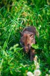 Gray Wolf Cubs In A Grass Stock Photo