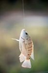 Nile Tilapia Fish Hanging On Hook Stock Photo