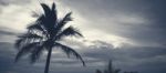 Palm Trees Silhouettes On The Beach On A Cloudy Day Stock Photo