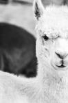 Alpaca In A Field. Black And White  Stock Photo