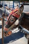 Mijas, Andalucia/spain - July 3 : Donkey Taxi In Mijas Andalucia Stock Photo