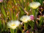 Yellow Carpobrotus Edulis Flowers Costa Del Sol Stock Photo