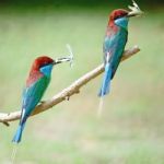 Blue-throated Bee-eater Stock Photo