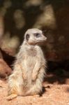 Slender-tailed Meerkat (suricatta Suricatta) Stock Photo