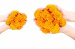 Women Holding Marigold Stock Photo