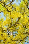 Yellow Flowers On Tree Of Purging Cassia Or Ratchaphruek Stock Photo