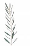 Olive Tree Branch Stock Photo