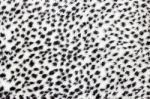 Texture Of Leopard Fur Stock Photo