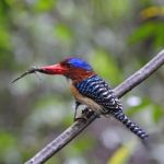 Male Banded Kingfisher Stock Photo