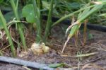 Cultivation Of Organic Ginger In The Greenhouse Stock Photo