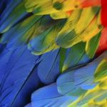 Scarlet Macaw Feathers Stock Photo