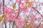 Colorful Flower Wild Himalayan Cherry   In Spring Time For Backg Stock Photo