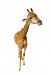 Giraffe Isolated On White Background Stock Photo